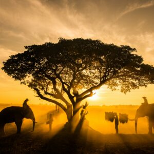 Elephants at sunrise in Thailand