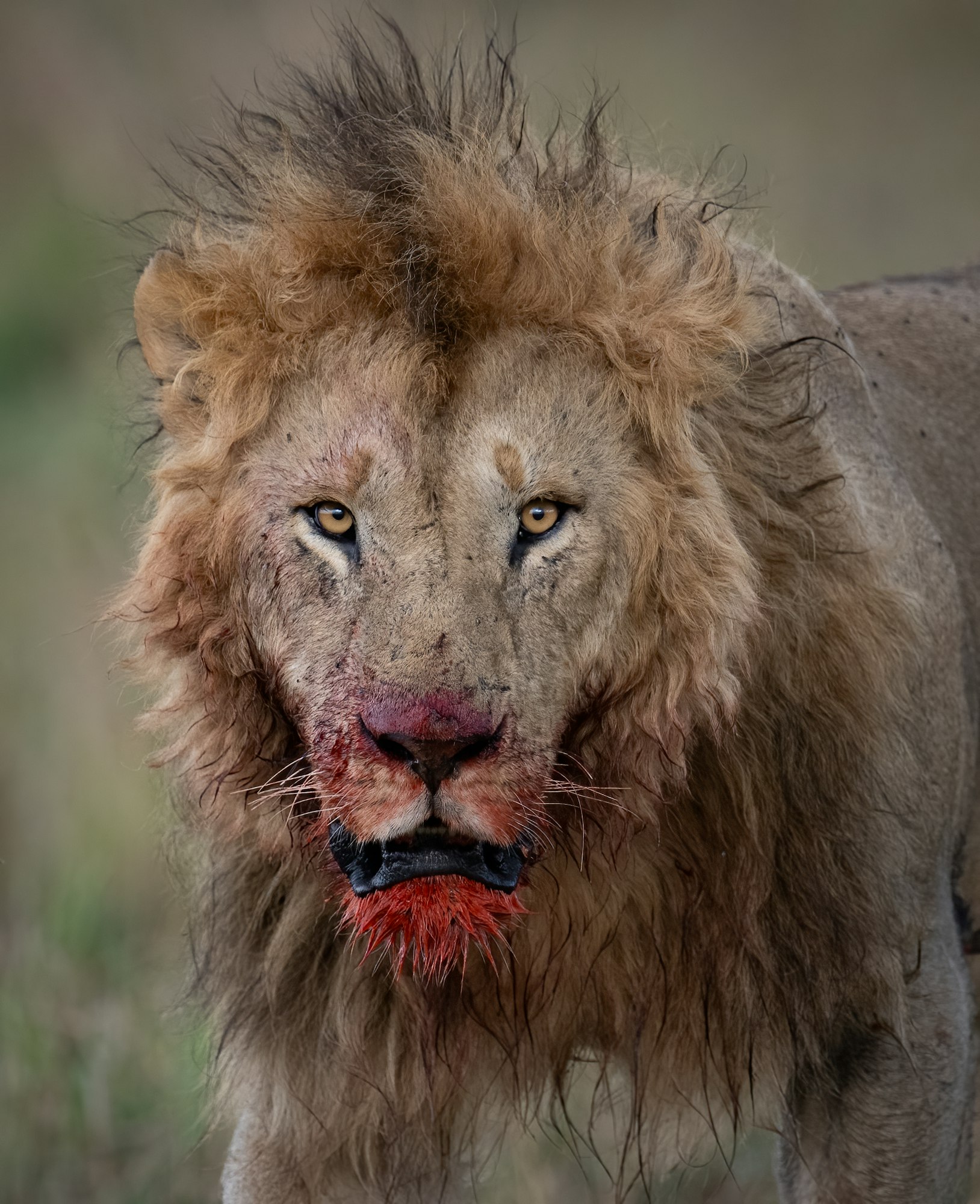 Lion on Safari in Kenya, Africa