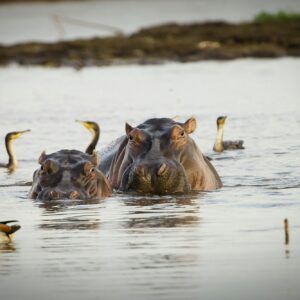 Two large hippopotamus in African river