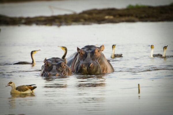 Two large hippopotamus in African river